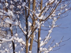 枝の雪-2007.1.24