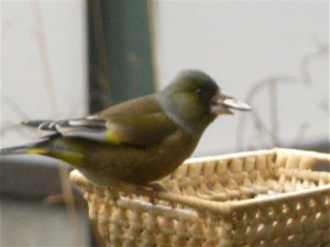 カワラヒワ-2008.12.25