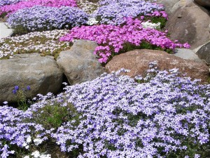 芝桜-2009.5.1