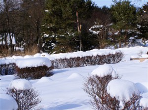 雪景色-2007.1.8