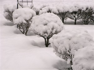 雪景色-2009.1.22
