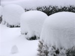 雪景色-2010.3.11-1