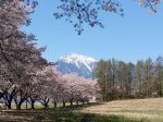甲斐駒ケ岳をバックにした桜並木-2017.4.26