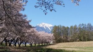 甲斐駒ケ岳をバックにした桜並木-2017.4.26