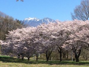 八ヶ岳をバックにした桜並木-20174.26